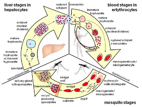 Plasmodium Simple Malaria Life Cycle Diagram / Proposed Three Step Malaria Life Cycle Download ...