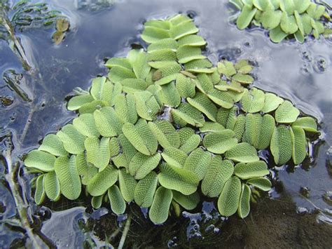 Salvinia natans - Floating plants - Plants