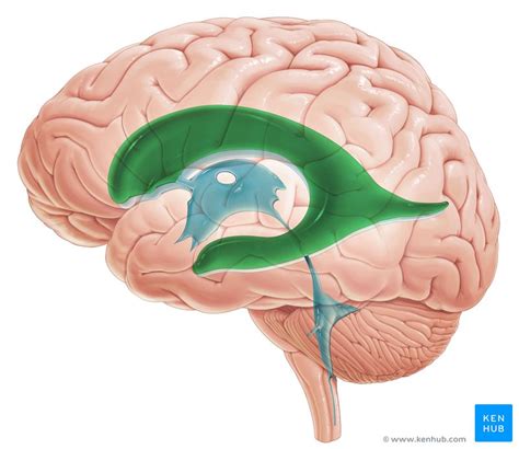 Lateral ventricles: Anatomy and function | Kenhub