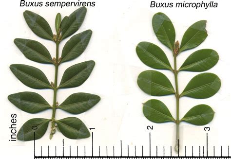 Boxwood – Varieties | Walter Reeves: The Georgia Gardener