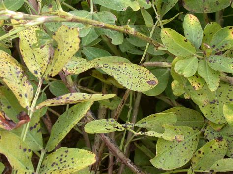 Foliar Diseases of Peanuts | Oklahoma State University