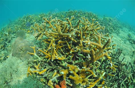 Coral Reef Acropora Cervicornis Underwater Staghorn Coral Photo ...