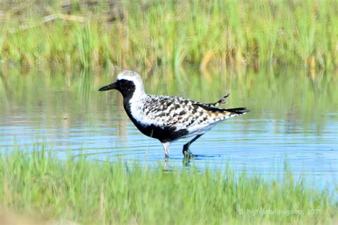 Black-bellied Plover - Big Year Birding