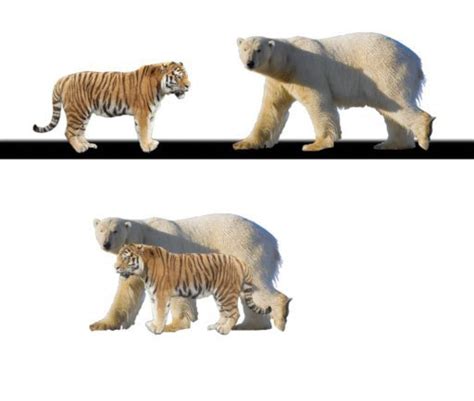 Lion Vs Tiger Vs Bear