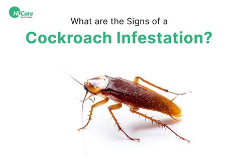 5 Common Signs of Cockroach Infestation in The House | HiCare