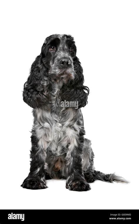 Dark blue roan cocker spaniel hi-res stock photography and images - Alamy