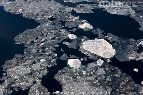 Stock photo of Pancake ice in various stages of formation. Antarctica ...