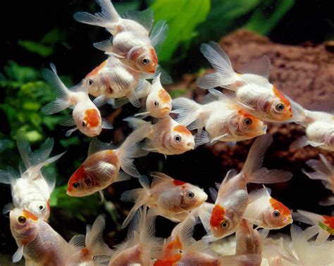 Oranda Goldfish Care: Tank & Pond Setup, Mates & Feeding