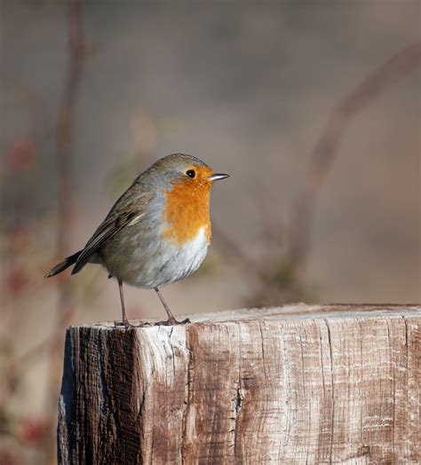 Redbreast Robin on Wood · Free Stock Photo