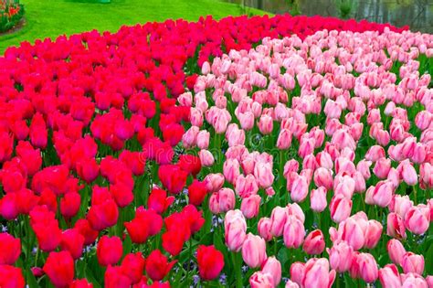 Beautiful Tulip Flower in Bloom, Multiple Colors - Red, Orange, Pink ...