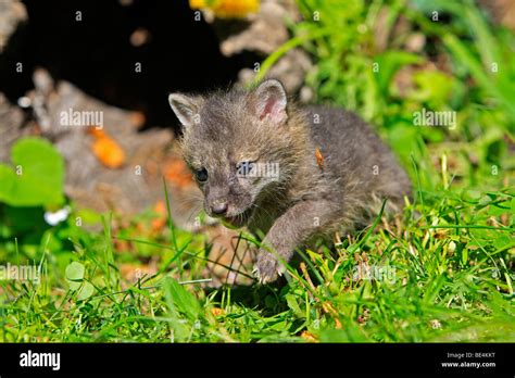 Gray Fox, Grey Fox (Urocyon cinereoargenteus), one month old puppy Stock Photo - Alamy