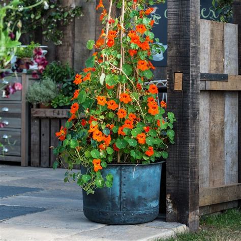 BBC Gardeners' World Magazine on Instagram: “Nasturtiums are exceptionally easy to grow, long ...