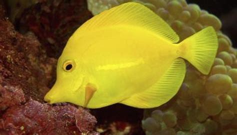 Common Exotic Pet Fish | Animals - mom.me