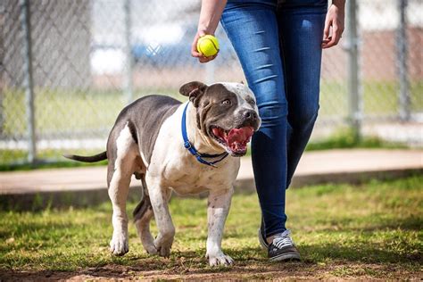 9 Off Leash Dog Training Tips - Top Dog Hub Guide 2024