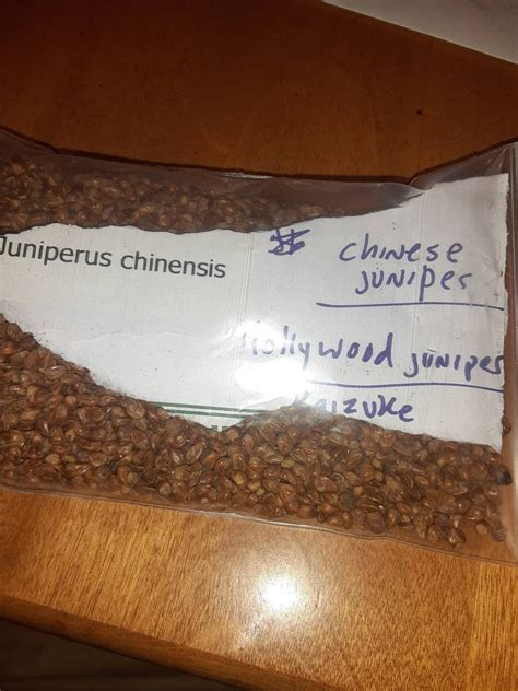 Chinese Juniper Tree Seeds juniperus Chinensis - Etsy