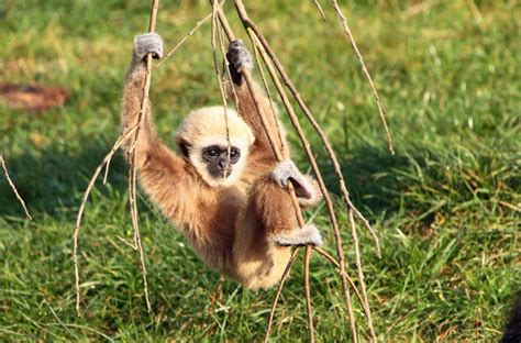 The Swinging Gibbon - Stanleys Monkey Gallery