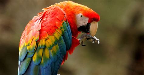 XTerraSpace: Scarlet macaw DNA points to ancient breeding operation in Southwest