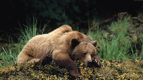 Wallpaper bear, cute animals, sleep, 4k, Animals Wallpaper Download ...