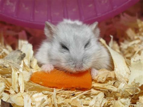 What Do Gerbils Eat (Diets, Care & Feeding Tips)