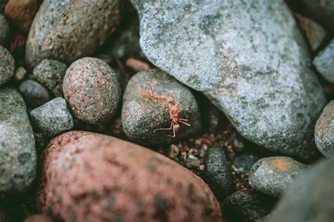 Do Ants Poop? Fascinating answer to one of the most puzzling questions!