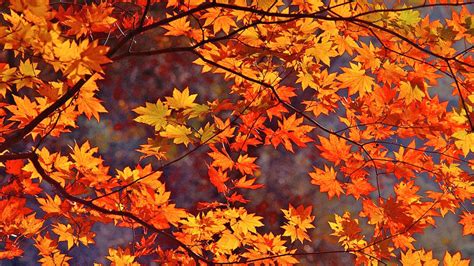 Fall Leaf Wallpaper - WallpaperSafari