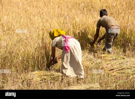 Young man and woman harvesting rice crop by hand using knives, near ...