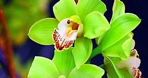 Green Orchids | Backyards Click