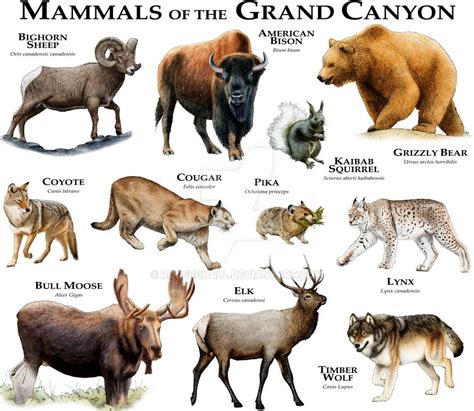 Mammals of the Grand Canyon by rogerdhall on DeviantArt | Mammals ...