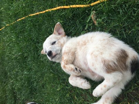 Australian Red Heeler Puppies For Sale | Piqua, OH #192139