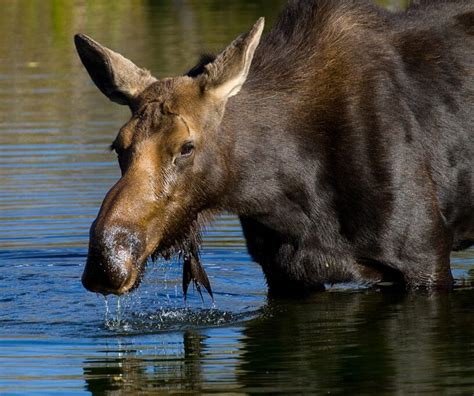 10 Truly Fascinating Facts About Moose - Discover Walks Blog