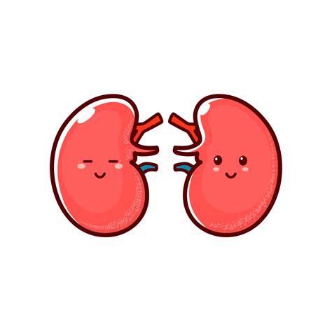 Happy smiling healthy kidneys, cartoon character 11153492 Vector Art at Vecteezy