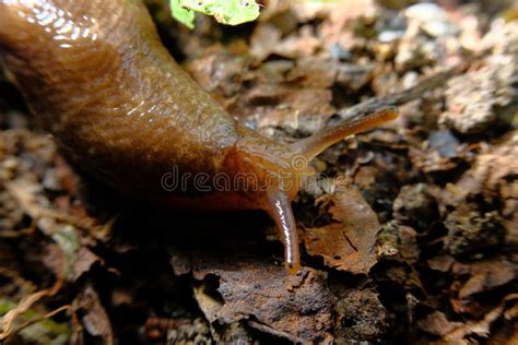 Common Garden Slug stock photo. Image of nature, mollusk - 236170006