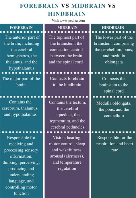 What is the Difference Between Forebrain Midbrain and Hindbrain ...