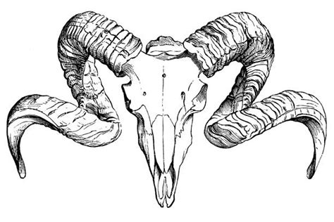 Ram Skull Outline Drawing - bmp-best