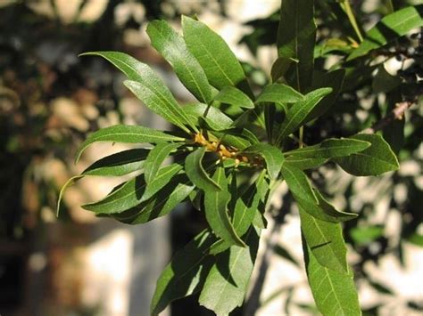 Myrica cerifera - Alchetron, The Free Social Encyclopedia