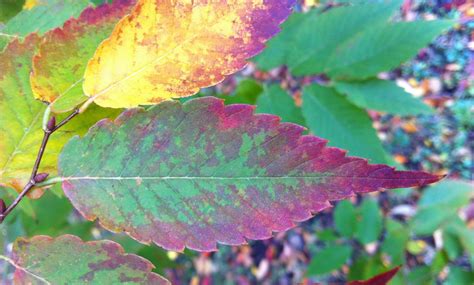 The evolution of autumn leaf coloration – Global vegetation ecology