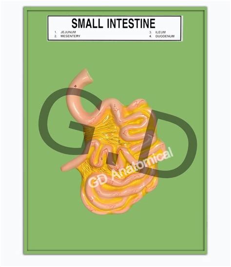 Small Intestine