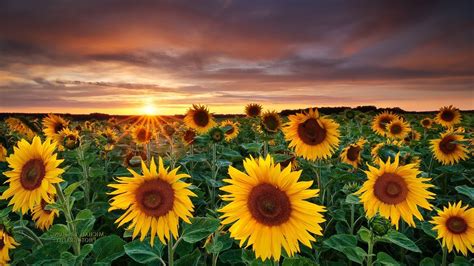 Sunflower Wallpaper for mobile phone, tablet, desktop computer and ...