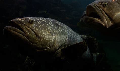 The Giant Grouper Fish in the Dark Sea Stock Photo - Image of fish ...