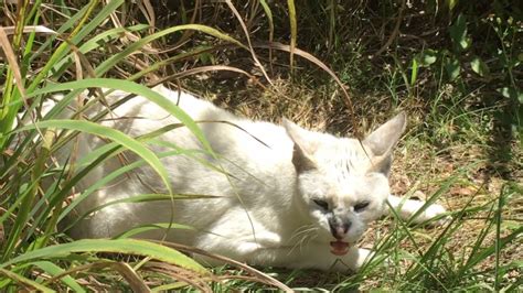 Albino Serval