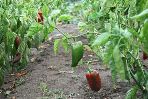 How To Speed Up Germinating Pepper Seeds - Plant Propagation