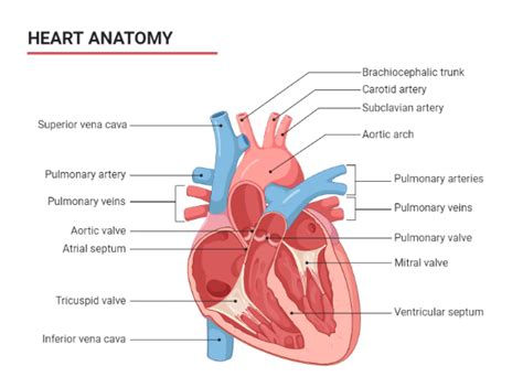 What are the names of three layers of the heart wall?