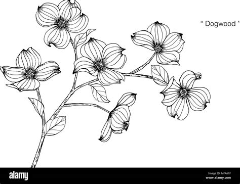 Dogwood Flower Illustration
