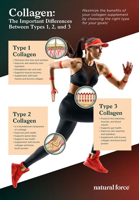 Collagen: The Important Differences Between Types 1, 2, and 3