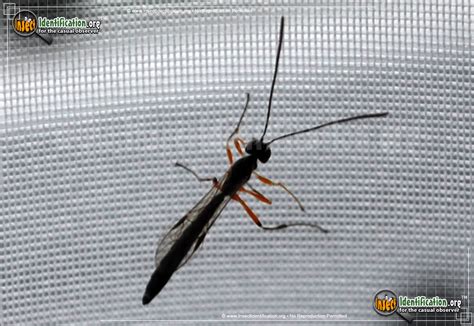 Giant Ichneumon Wasp