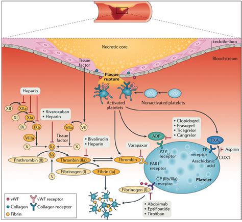 Acute and Chronic Antithrombotic Therapy in STEMI Patients Undergoing Primary PCI - Cardiac ...