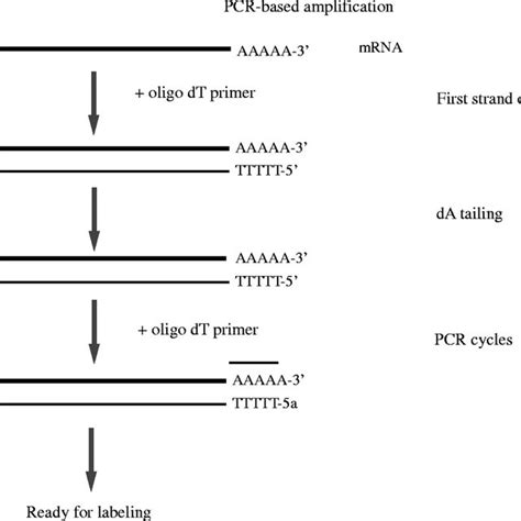 (A) First strand cDNA is initiated by priming with an oligo dT primer... | Download Scientific ...