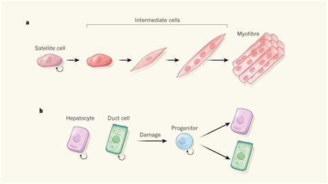 Stem Cells