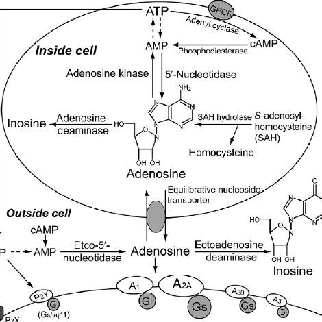 (PDF) Roles of Adenosine and Its Receptors in Sleep-Wake Regulation