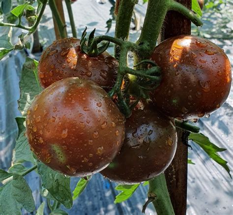 Dark Tomato KUMATO 10 Seeds Vegetable Garden Rare - Etsy Canada